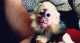 Justin Bieber with a monkey